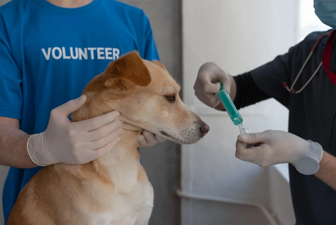 dog vaccine