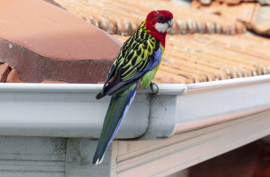 Maintenance Tips to Keep Your Gutters in Good Shape