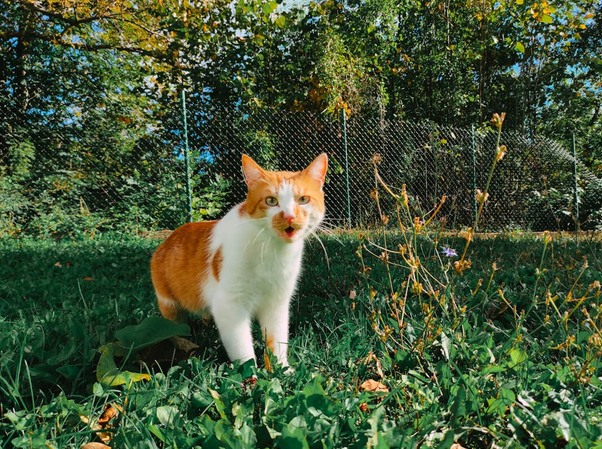 Wildlife Safety for Pet Owners: Protecting Cats, Dogs, and Other Animals at Home